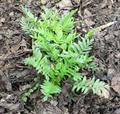 : All-Heal. Great Wild Valerian. Amantilla. Setwall. Setewale Capon's Tail ، علف گربه